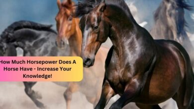 How Much Horsepower Does A Horse Have - Increase Your Knowledge!
