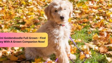 Mini Goldendoodle Full Grown - Find Joy With A Grown Companion Now!